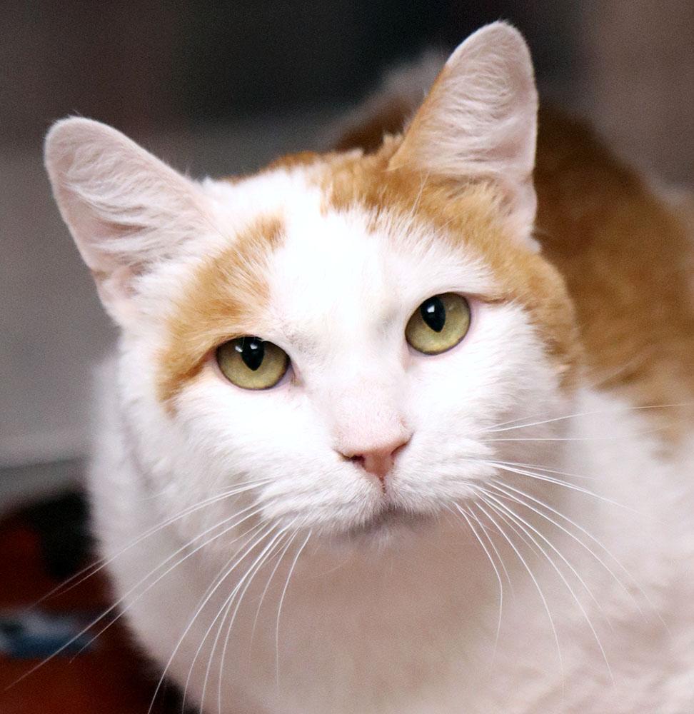 Butters (AO35689), ADOPTABLE, Young Male Domestic Short Hair.