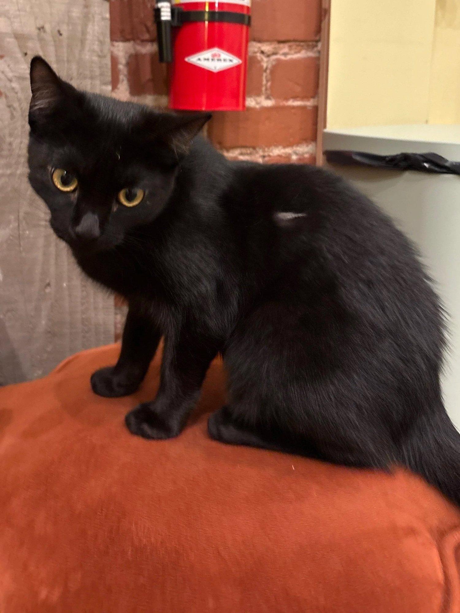 Piper , a ADOPTABLE Domestic Short Hair in Santa Clara, CA image 4/4