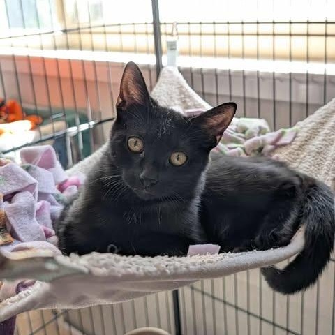 Piper , ADOPTABLE, Kitten Female Domestic Short Hair.