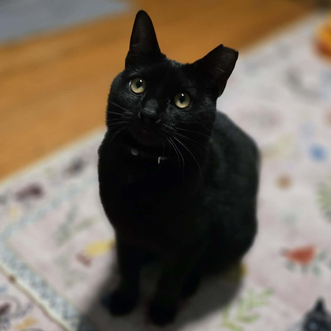 Piper , a ADOPTABLE Domestic Short Hair in Santa Clara, CA image 1/4