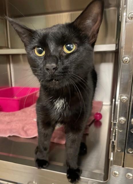 Yasmin, an adoptable Domestic Short Hair in Prudenville, MI_image-1