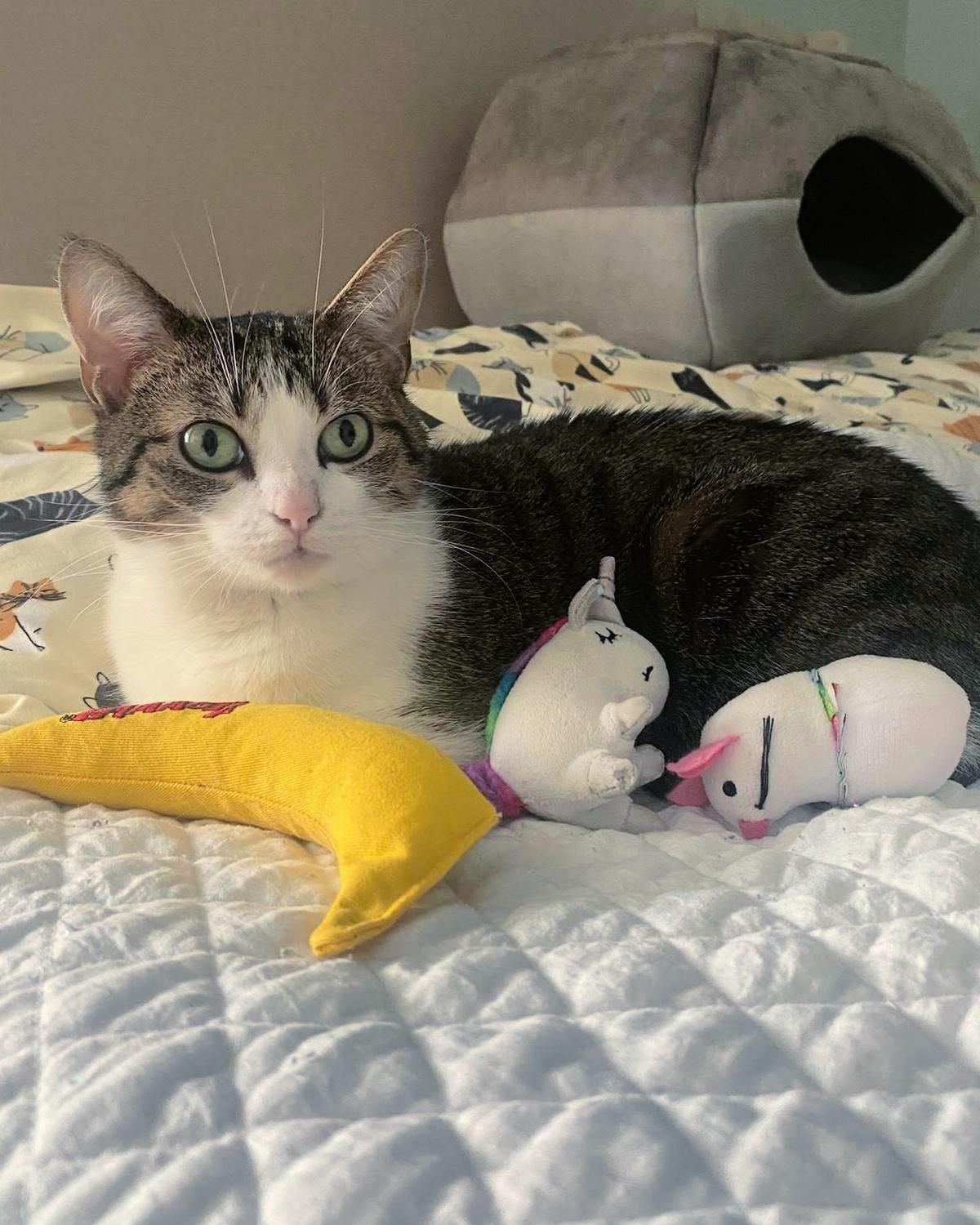 Enlarge Kiwi, a ADOPTABLE mixed breed in Frisco, TX image 3/3