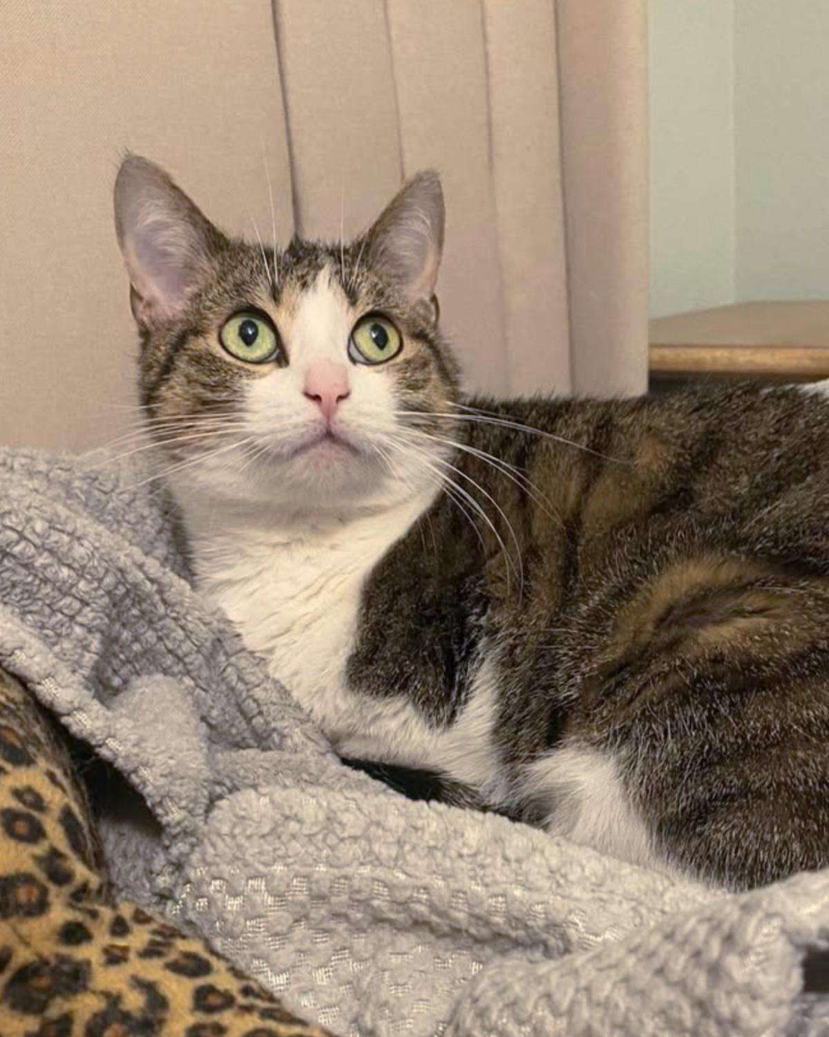 Enlarge Kiwi, a ADOPTABLE mixed breed in Frisco, TX image 2/3