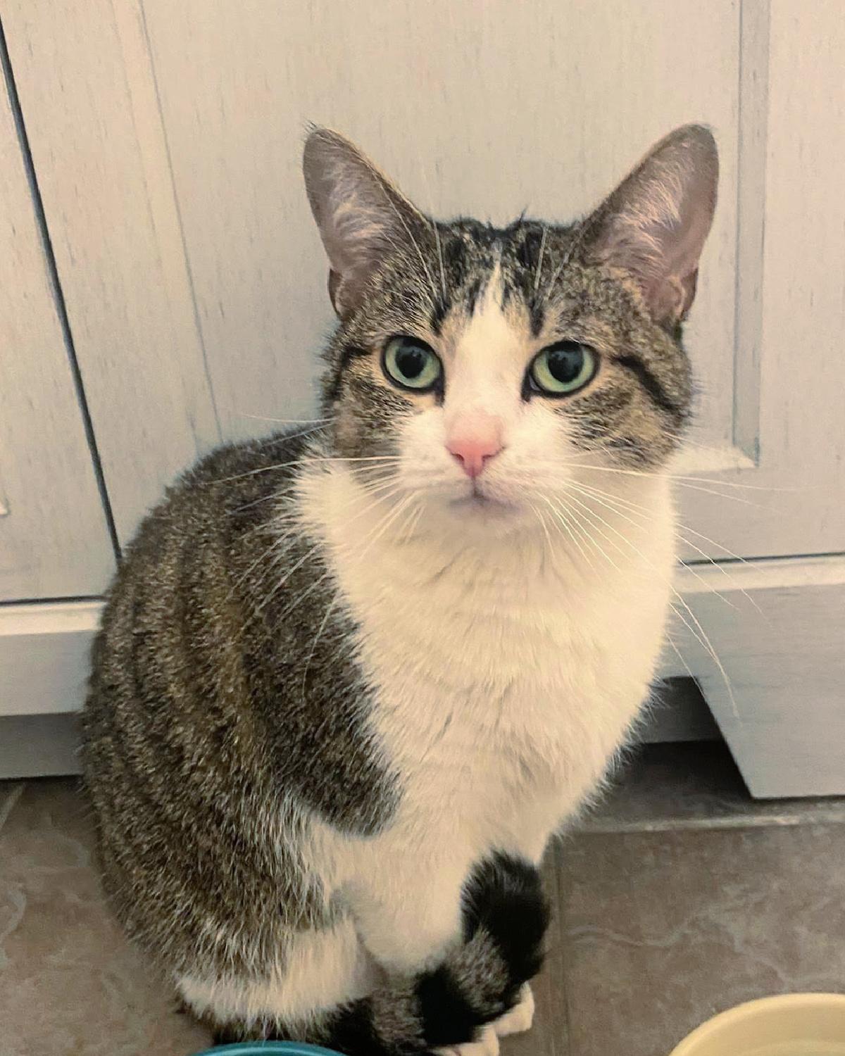 Enlarge Kiwi, a ADOPTABLE mixed breed in Frisco, TX image 1/3