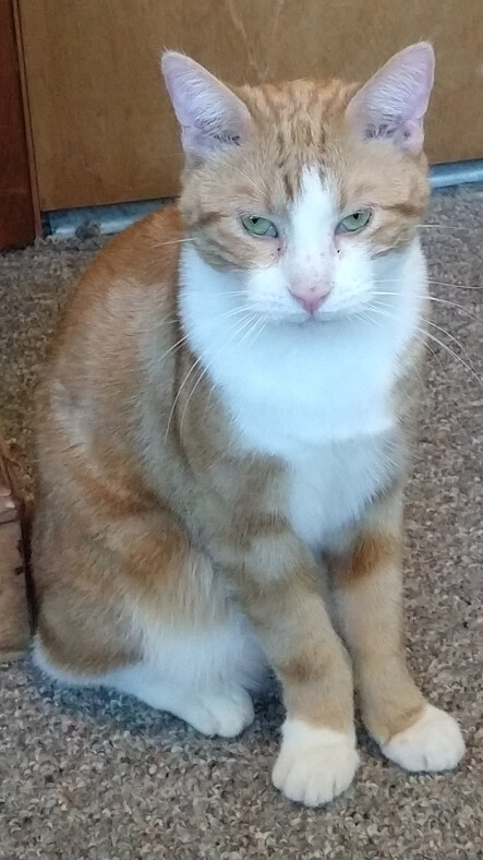 Joey, an adoptable Domestic Short Hair in Choctaw, OK image 1/5