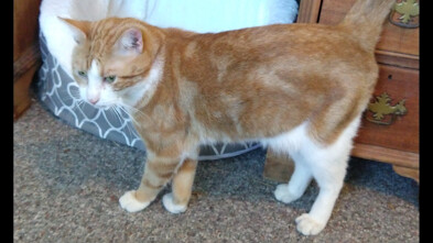 Joey, an adoptable Domestic Short Hair in Choctaw, OK image 3/5