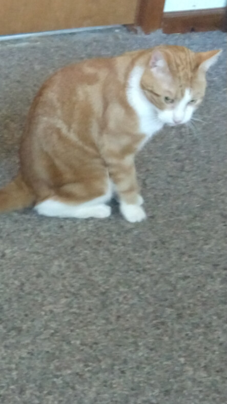 Joey, an adoptable Domestic Short Hair in Choctaw, OK image 5/5