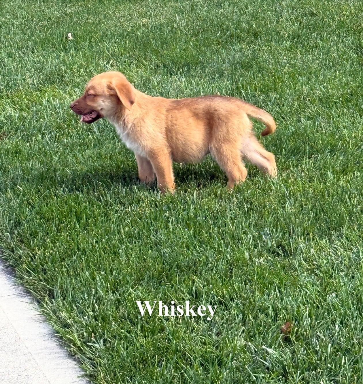 Enlarge Whiskey, a Adoptable mixed breed in Celina, OH image 2/4