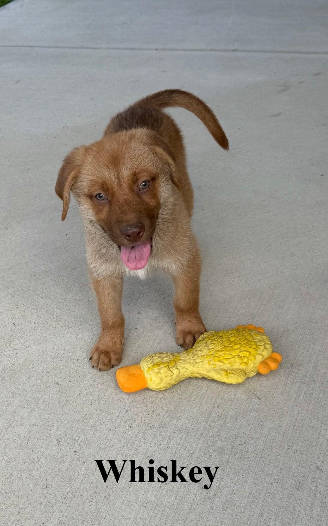 Enlarge Whiskey, a Adoptable mixed breed in Celina, OH image 3/4