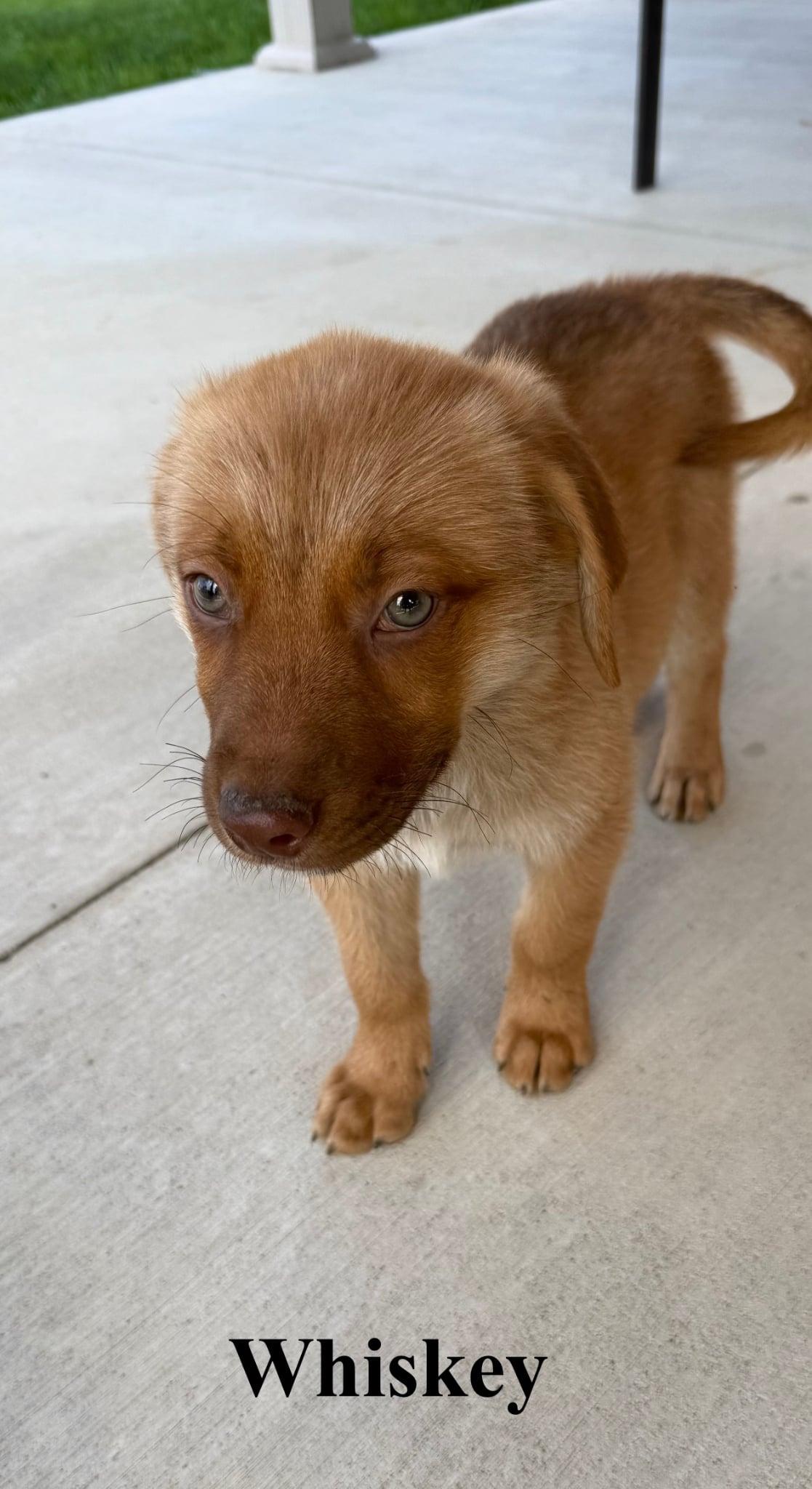 Enlarge Whiskey, a Adoptable mixed breed in Celina, OH image 4/4