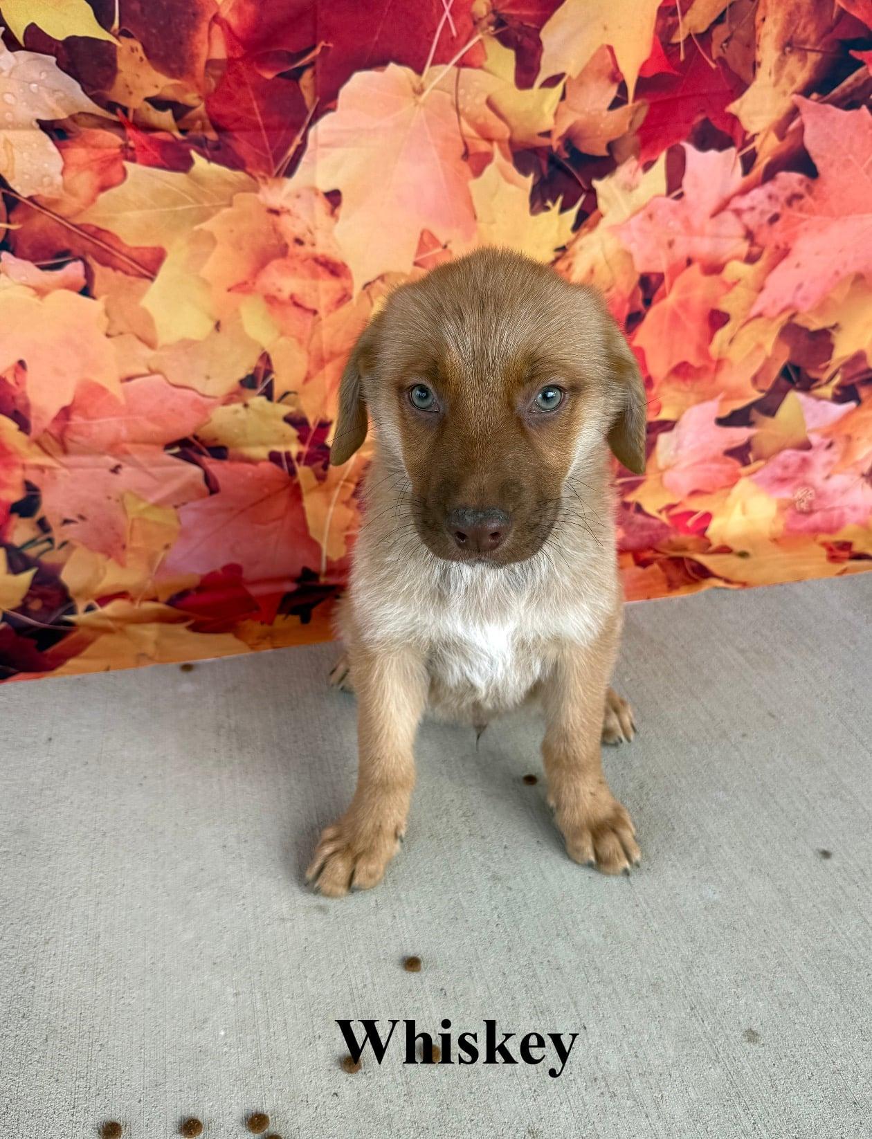 Enlarge Whiskey, a Adoptable mixed breed in Celina, OH image 1/4