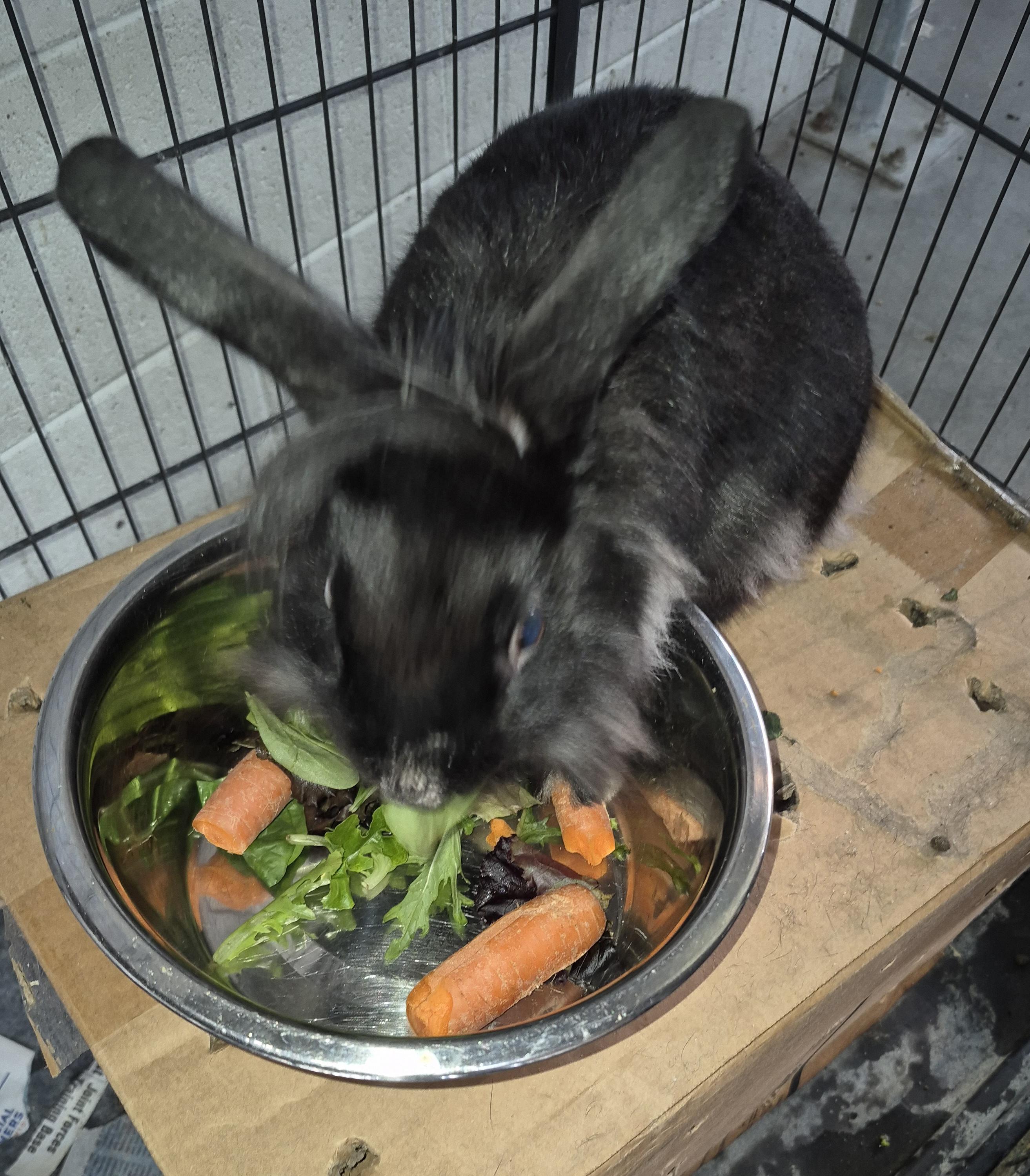 Enlarge Alfalfa little rascal, a Adopted American in Manhattan Beach, CA image 2/5