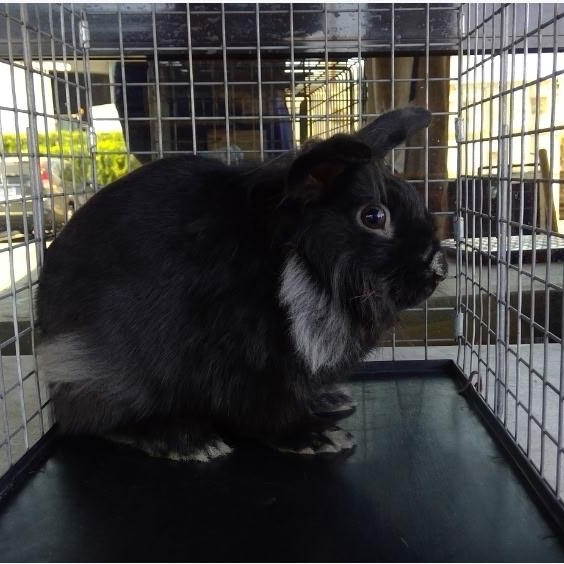 Enlarge Alfalfa little rascal, a Adopted American in Manhattan Beach, CA image 3/5