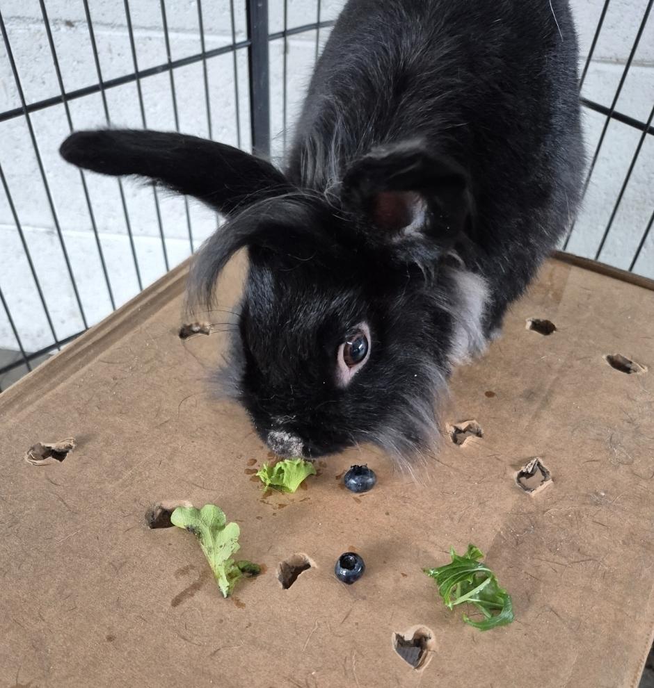 Enlarge Alfalfa little rascal, a Adopted American in Manhattan Beach, CA image 4/5
