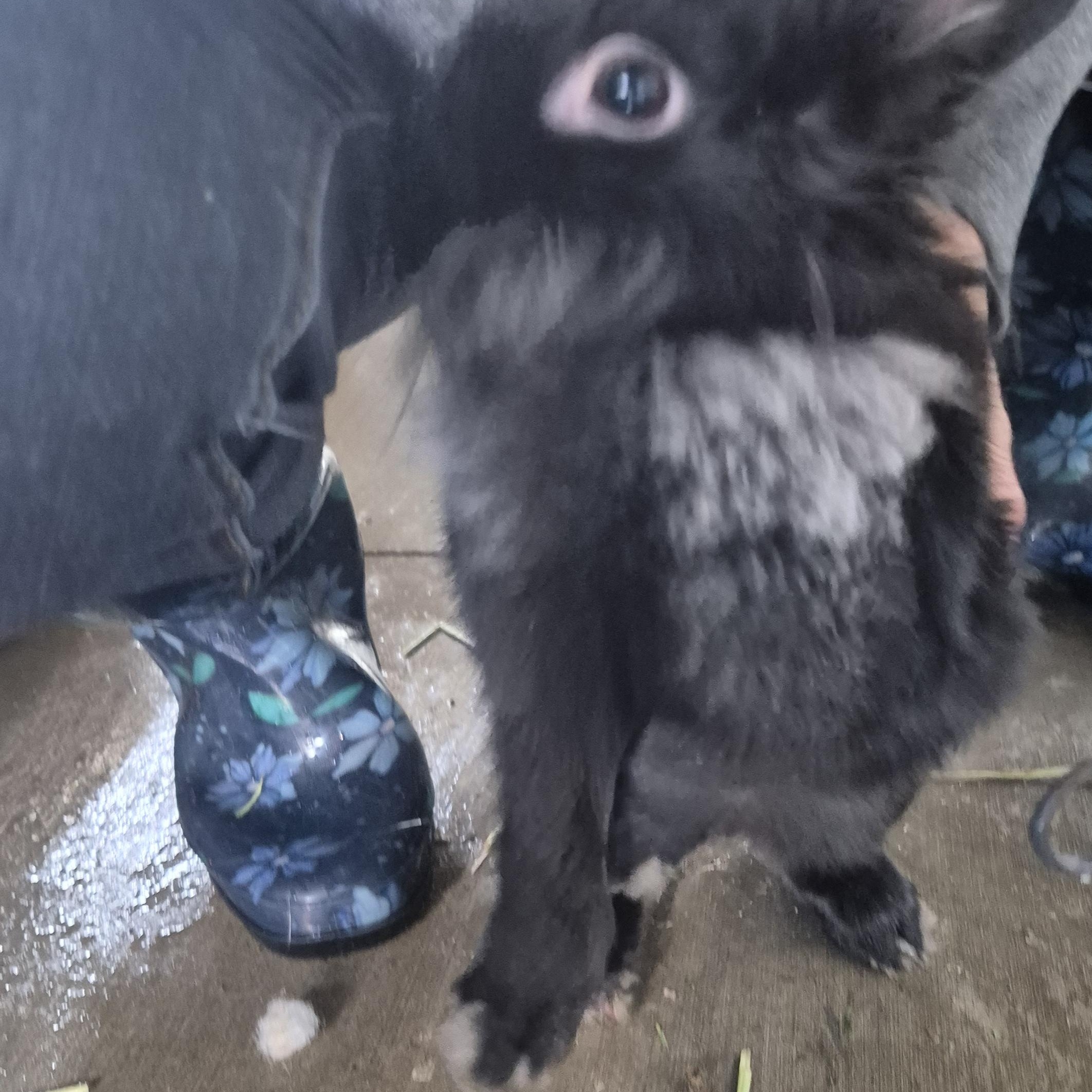 Enlarge Alfalfa little rascal, a Adopted American in Manhattan Beach, CA image 5/5