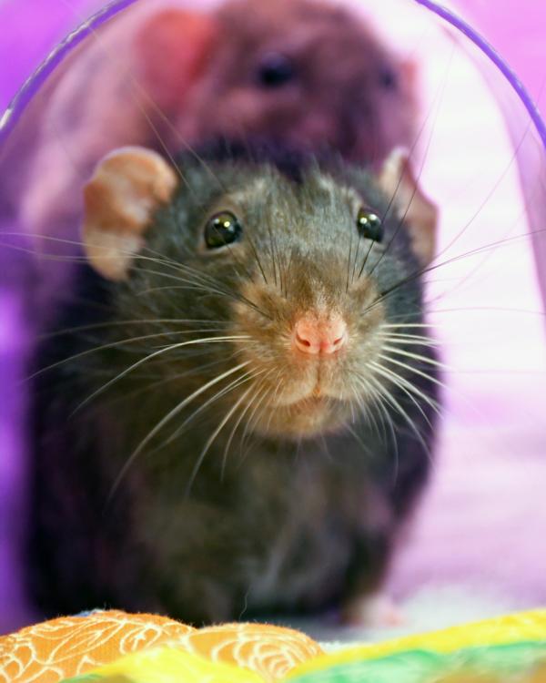 Udon - Companion to Miso & Ramen, Adoptable, Young Male Rat.
