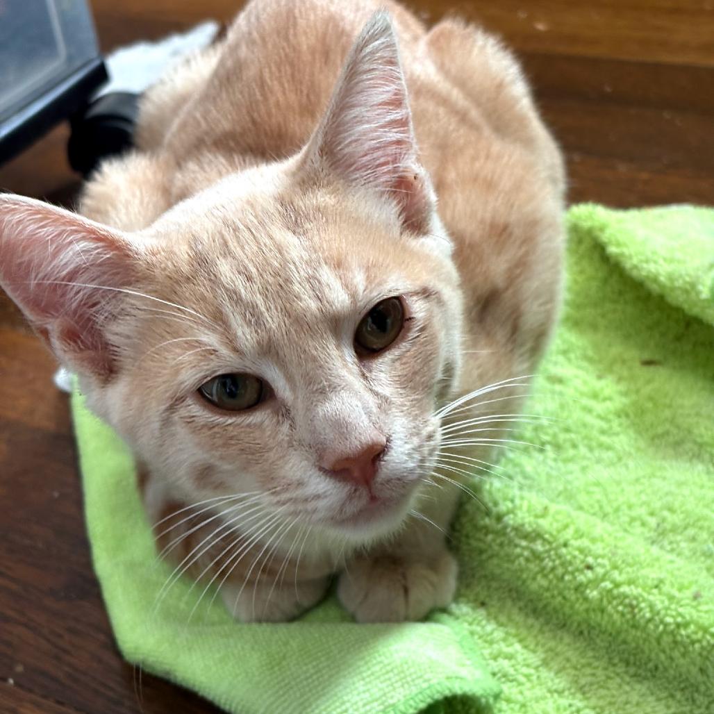 Rory, Adoptable, Young Male Domestic Short Hair.