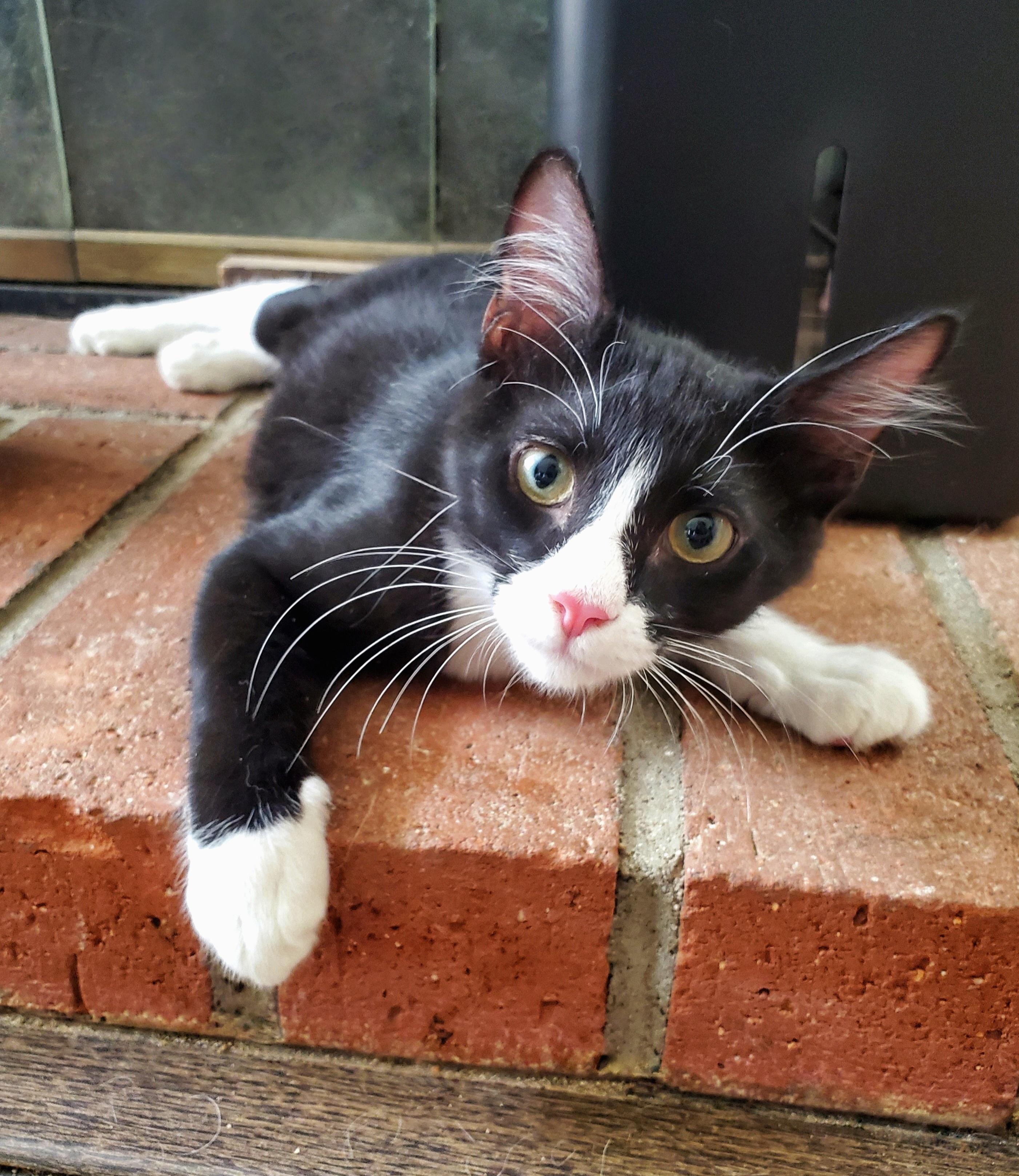 Enlarge Cody, a ADOPTABLE Tuxedo in Temecula, CA image 2/3