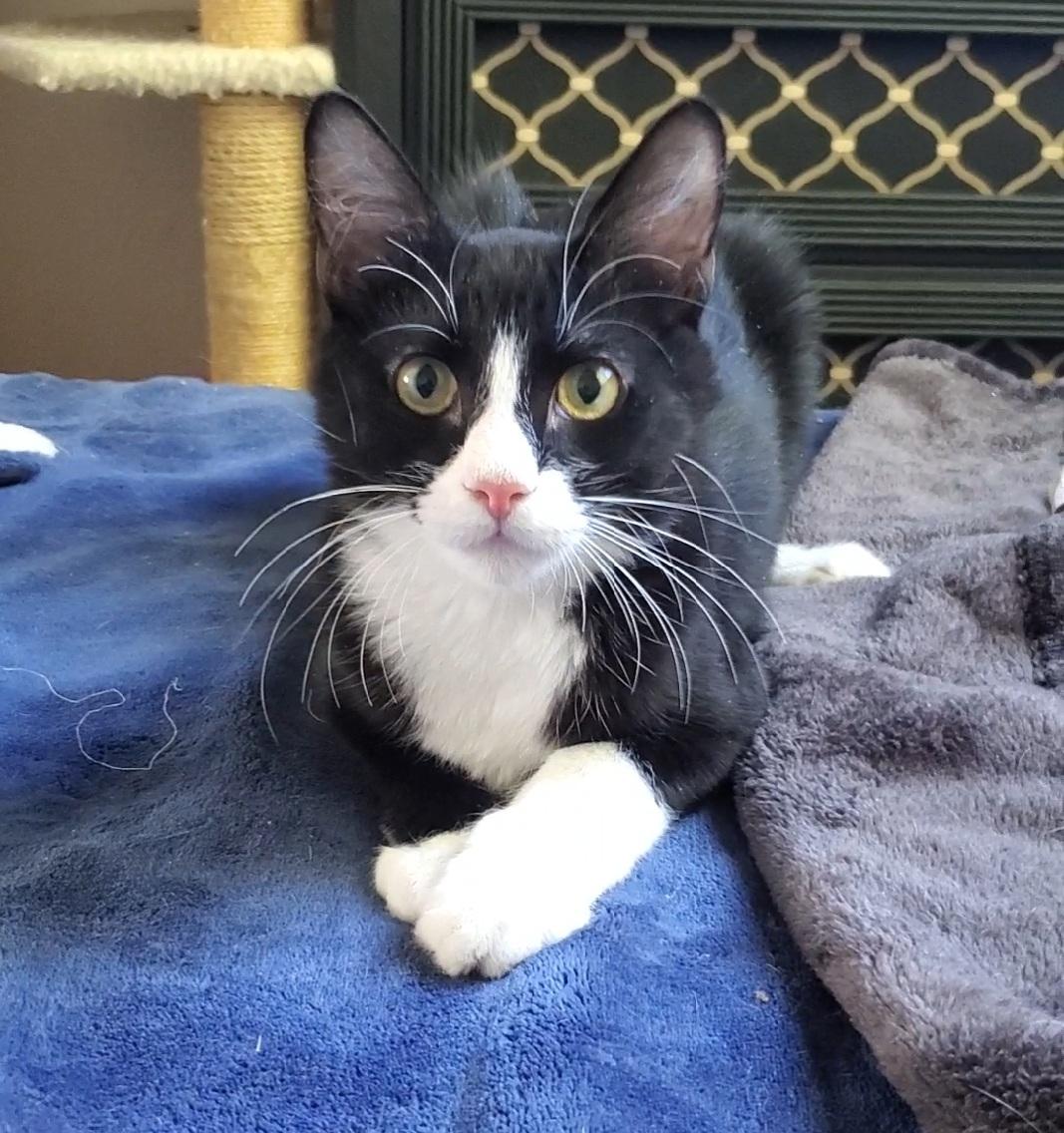 Cody, ADOPTABLE, Young Male Tuxedo.