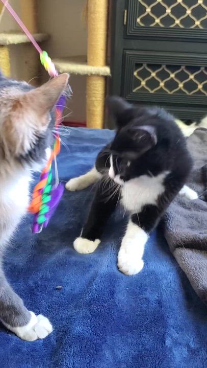 Enlarge Cody, a ADOPTABLE Tuxedo in Temecula, CA video 3/3