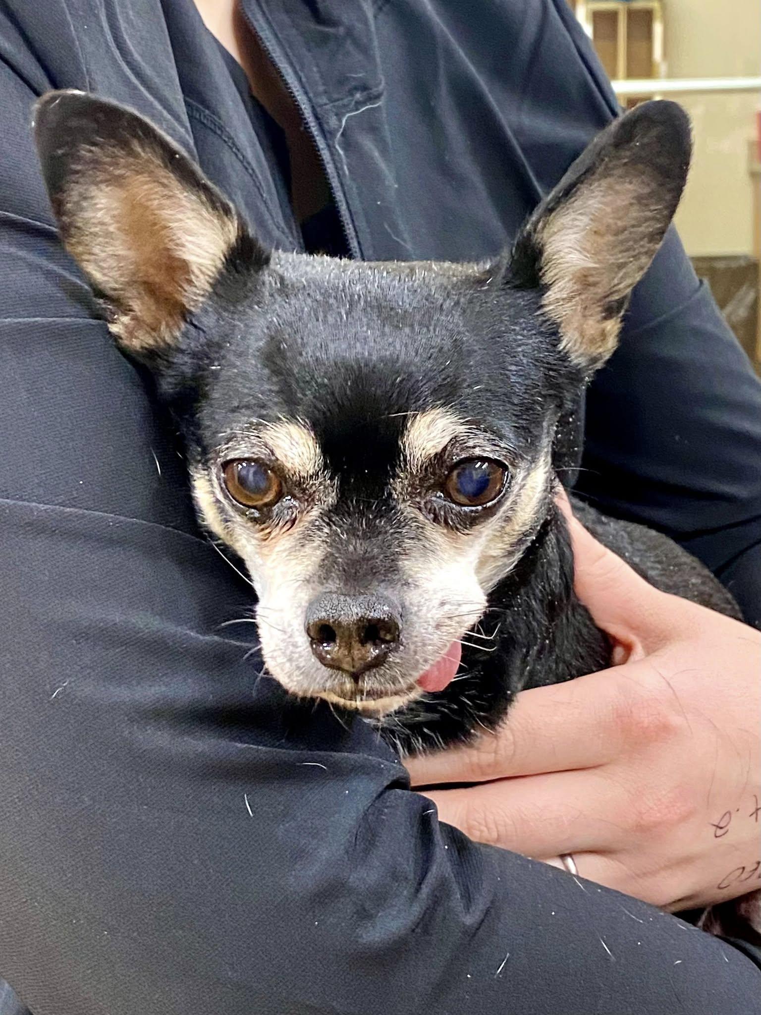 Daisy, Adopted, Senior Female Chihuahua.