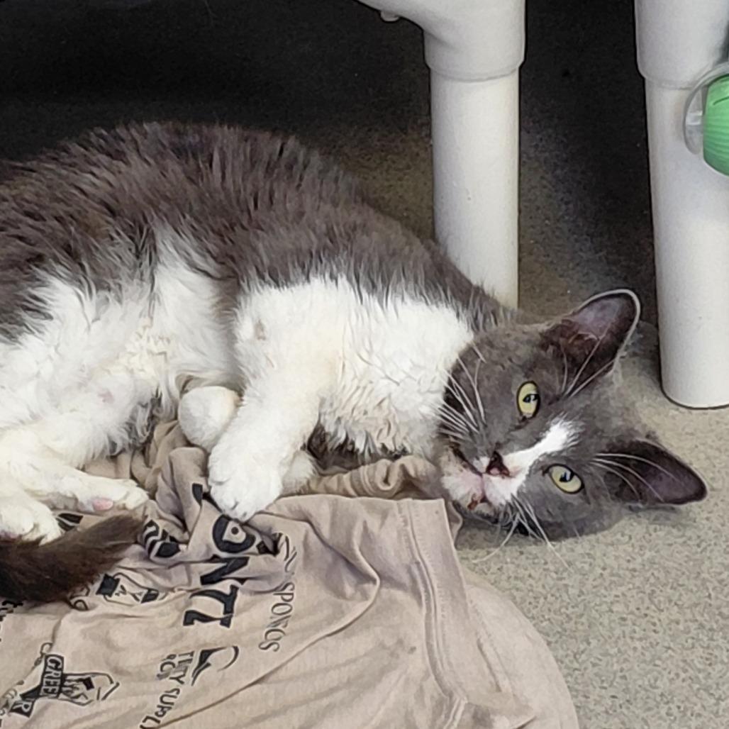 Enlarge Mateo, a Adoptable Domestic Short Hair in Hamburg, NY image 1/5