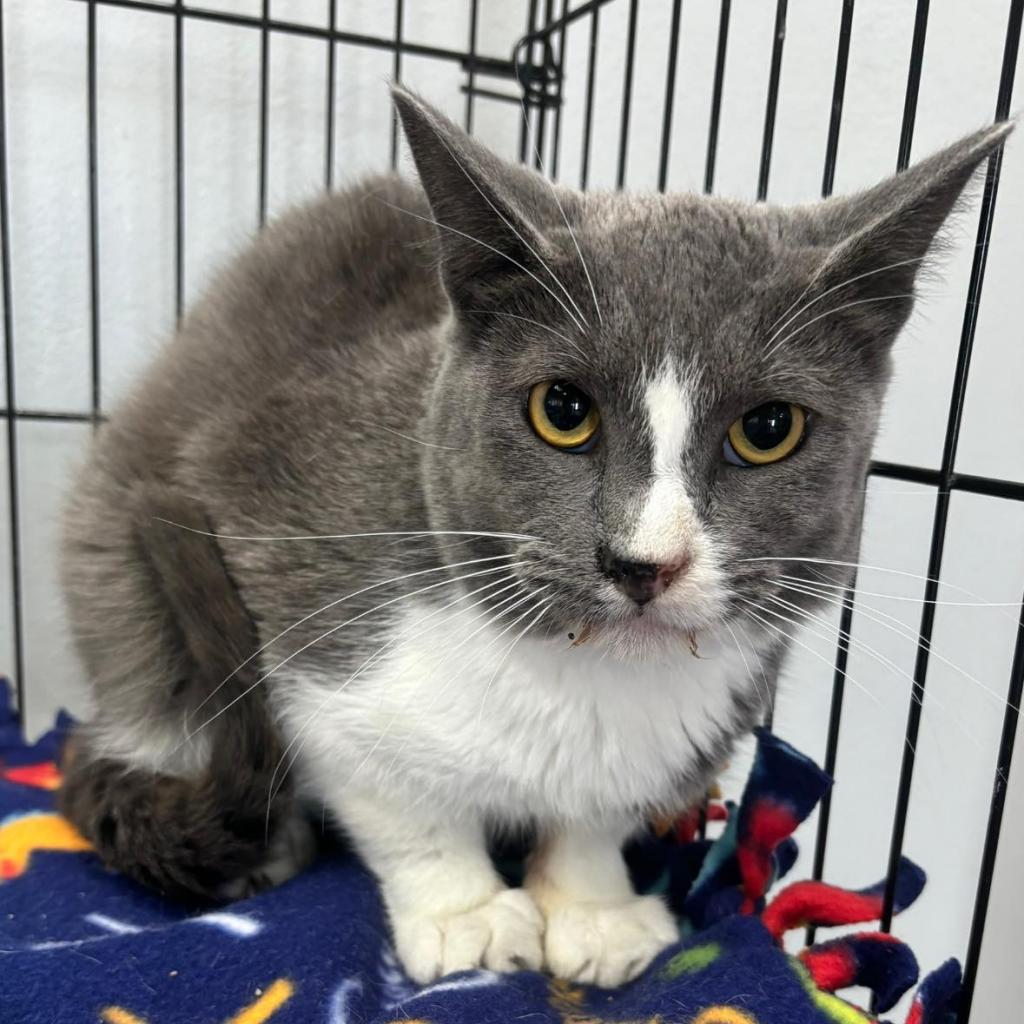 Enlarge Mateo, a Adoptable Domestic Short Hair in Hamburg, NY image 1/2