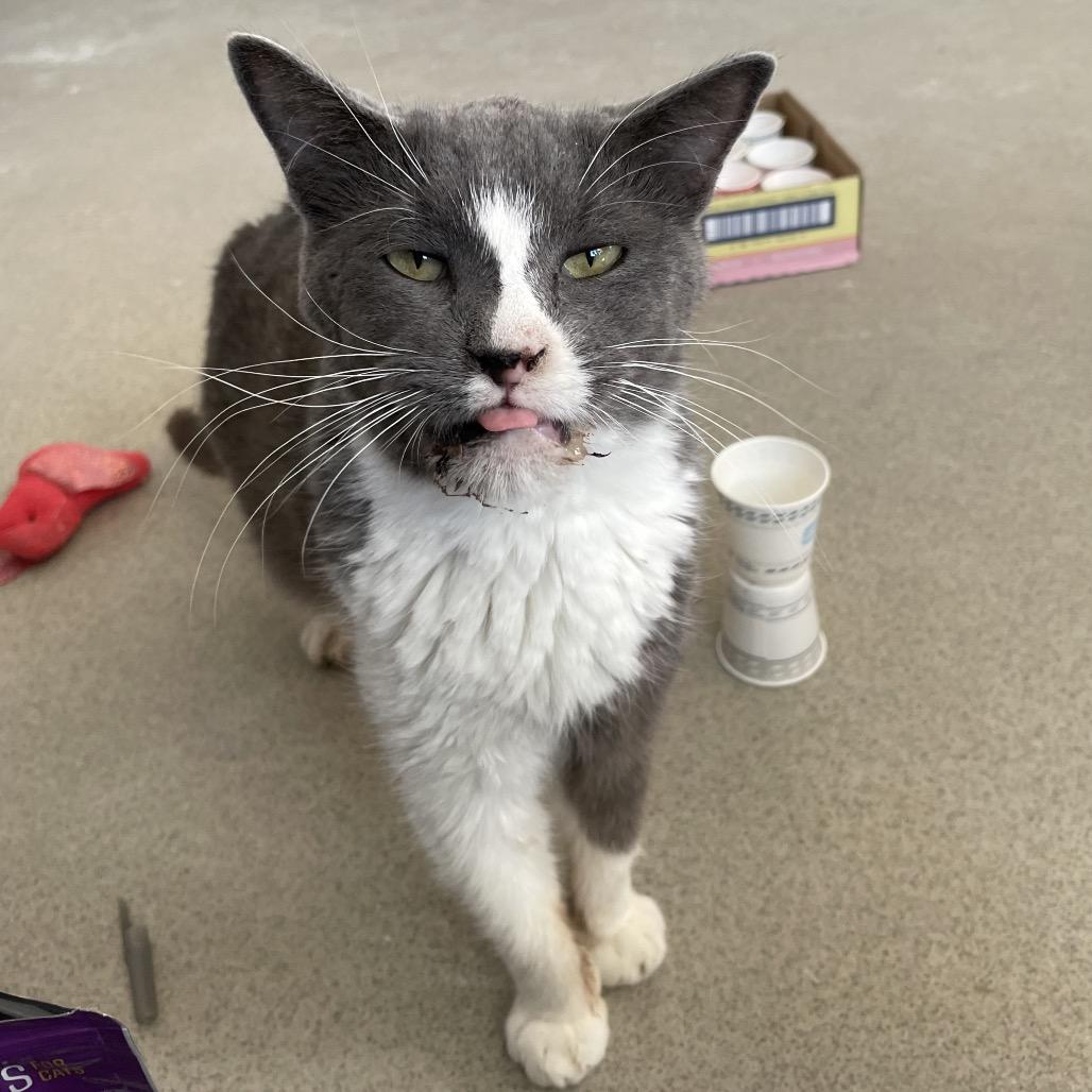 Enlarge Mateo, a Adoptable Domestic Short Hair in Hamburg, NY image 4/5