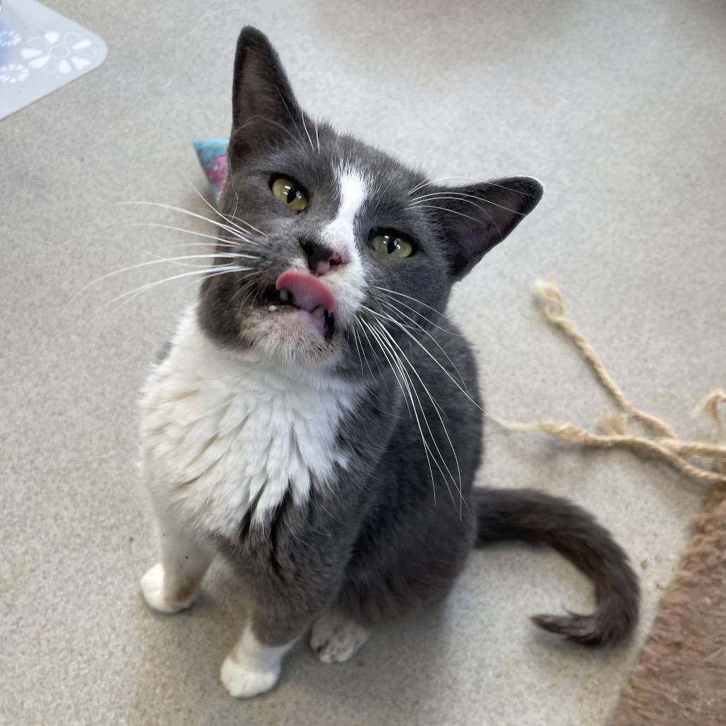 Enlarge Mateo, a Adoptable Domestic Short Hair in Hamburg, NY image 5/5