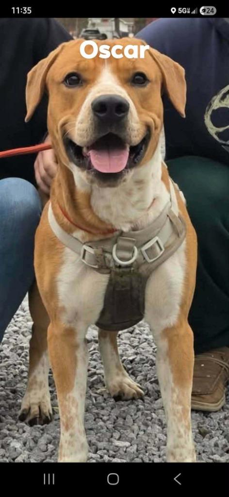 Oscar, Adoptable, Adult Male Hound.