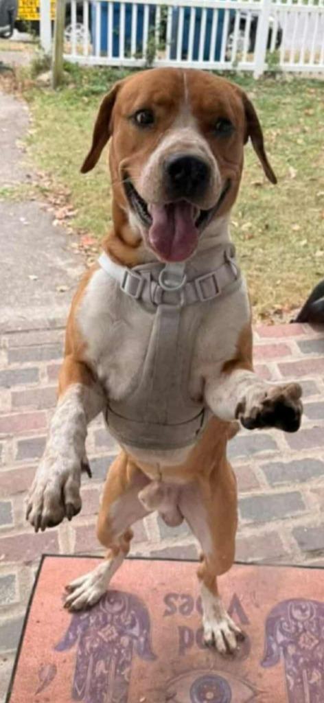 Enlarge Oscar, a Adoptable Hound in Olney, IL image 2/2