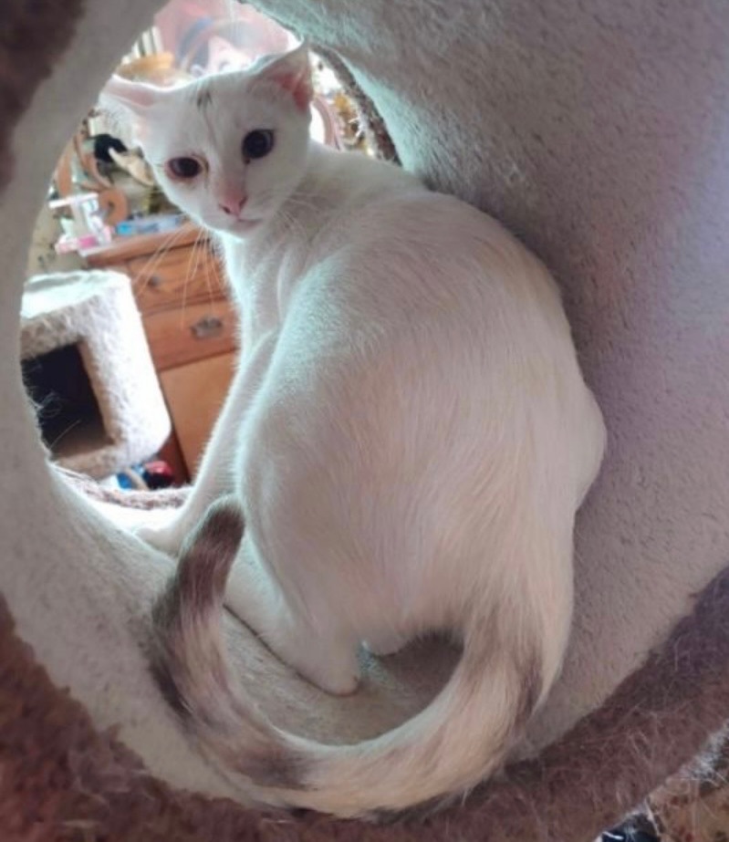 Enlarge Dolly , a Adoptable Domestic Short Hair in Covina , CA image 1/2