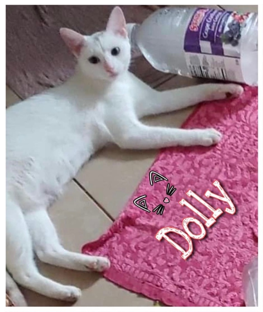 Enlarge Dolly , a Adoptable Domestic Short Hair in Covina , CA image 2/2