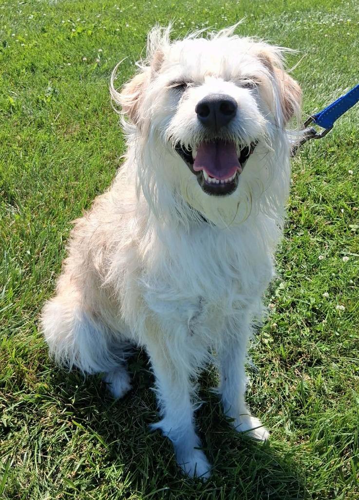 Enlarge Rocky Mae, a Adoptable mixed breed in Fremont, OH image 1/5