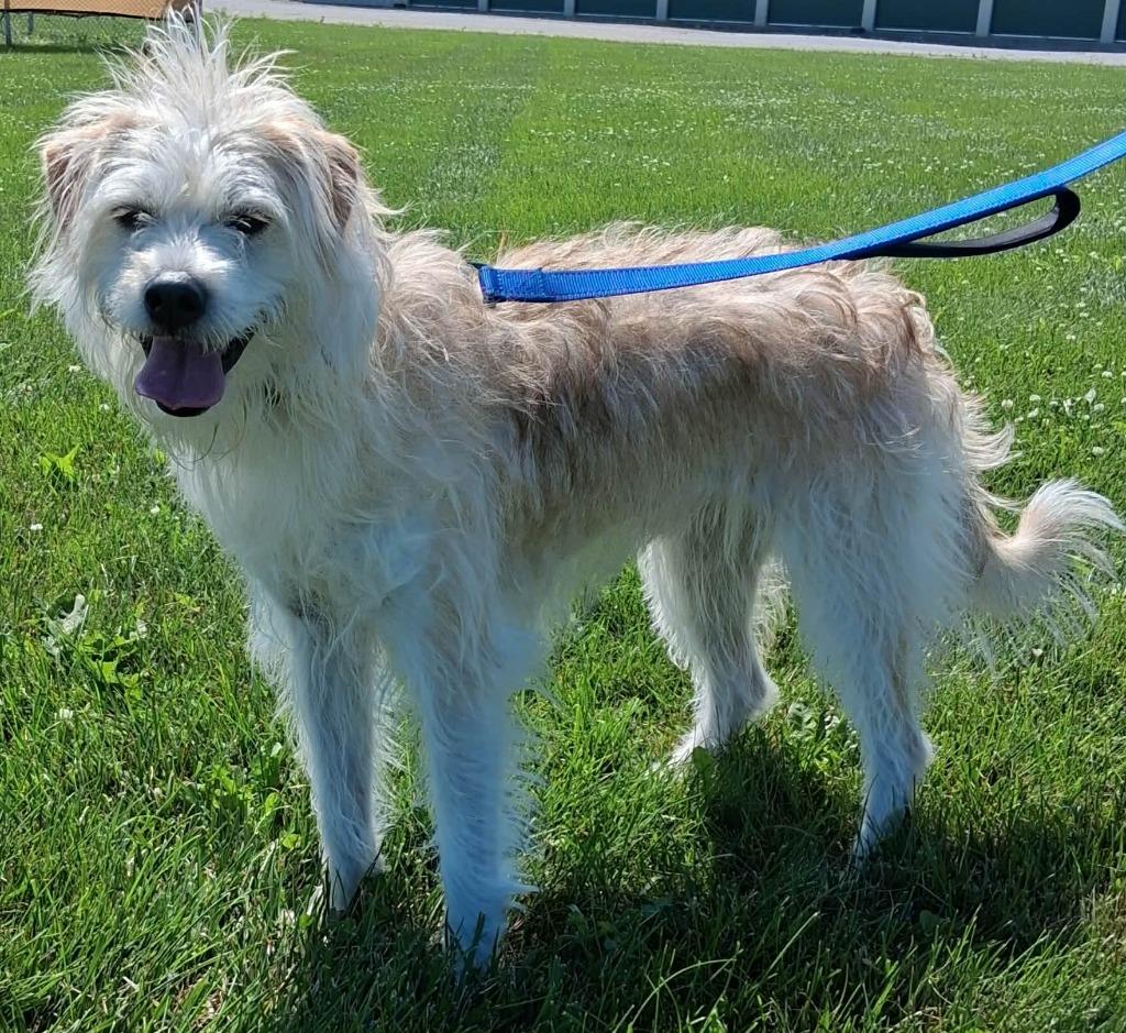 Enlarge Rocky Mae, a Adoptable mixed breed in Fremont, OH image 2/5