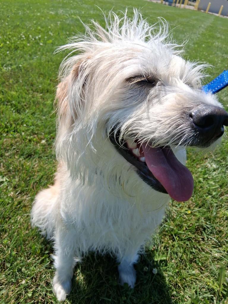 Enlarge Rocky Mae, a Adoptable mixed breed in Fremont, OH image 3/5
