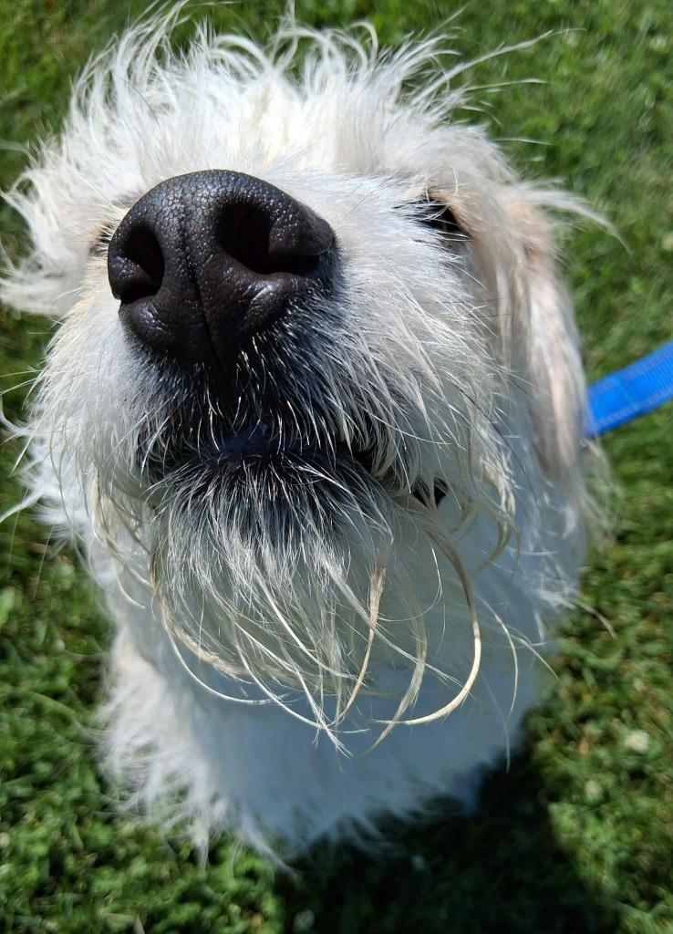 Enlarge Rocky Mae, a Adoptable mixed breed in Fremont, OH image 4/5