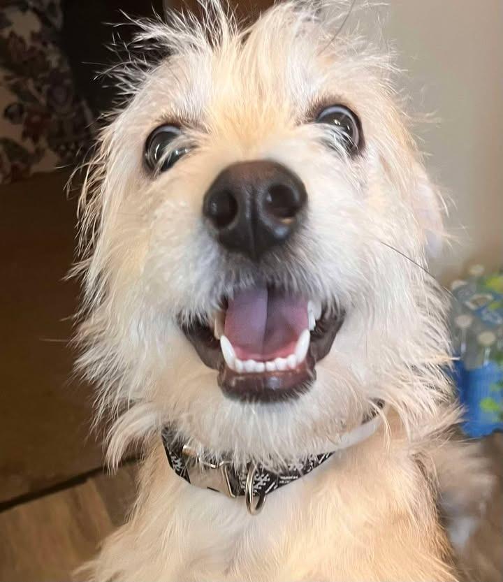 Enlarge Rocky Mae, a Adoptable mixed breed in Fremont, OH image 5/5