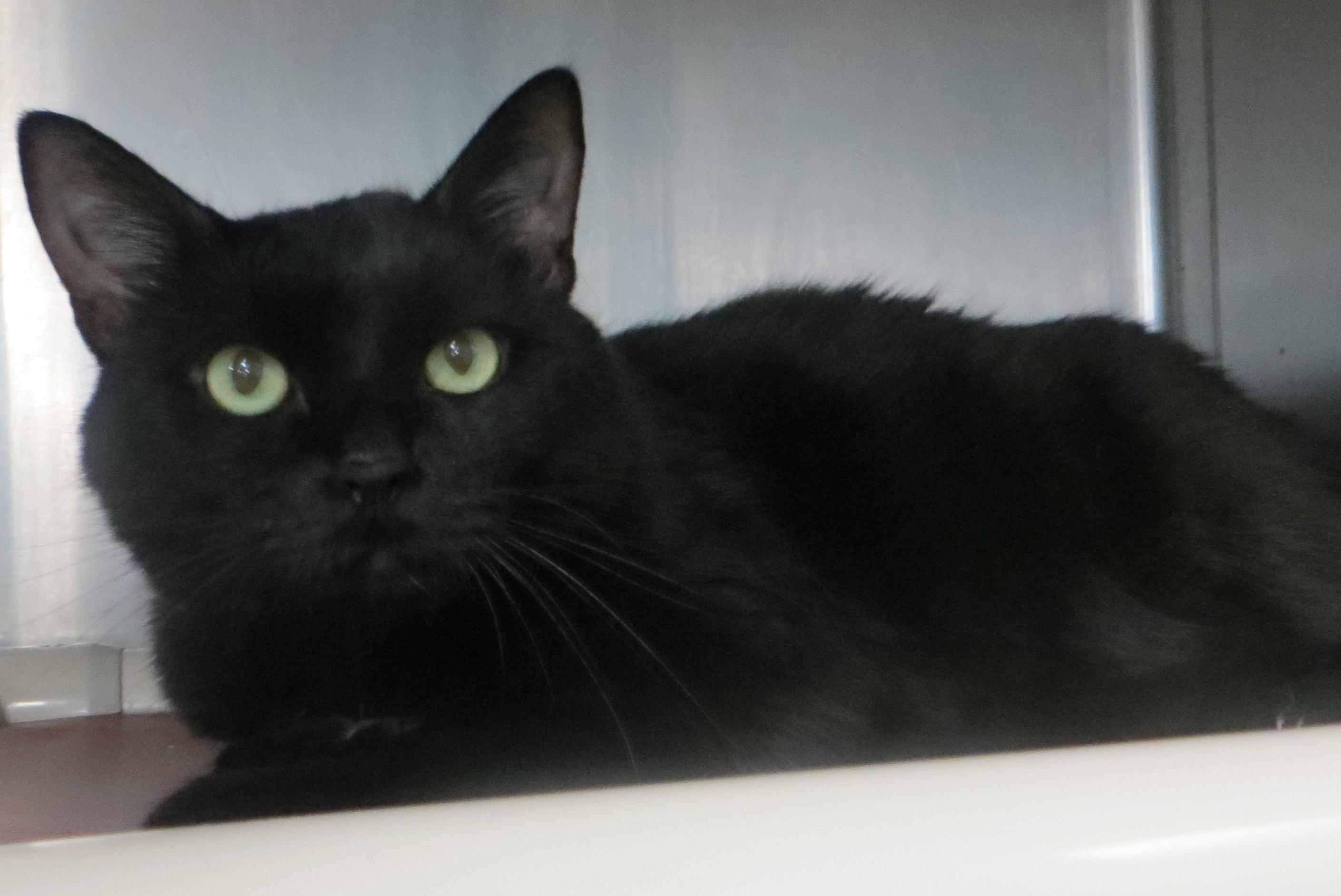 Enlarge PRECIOUS, a ADOPTABLE Domestic Short Hair in Taunton, MA image 2/3