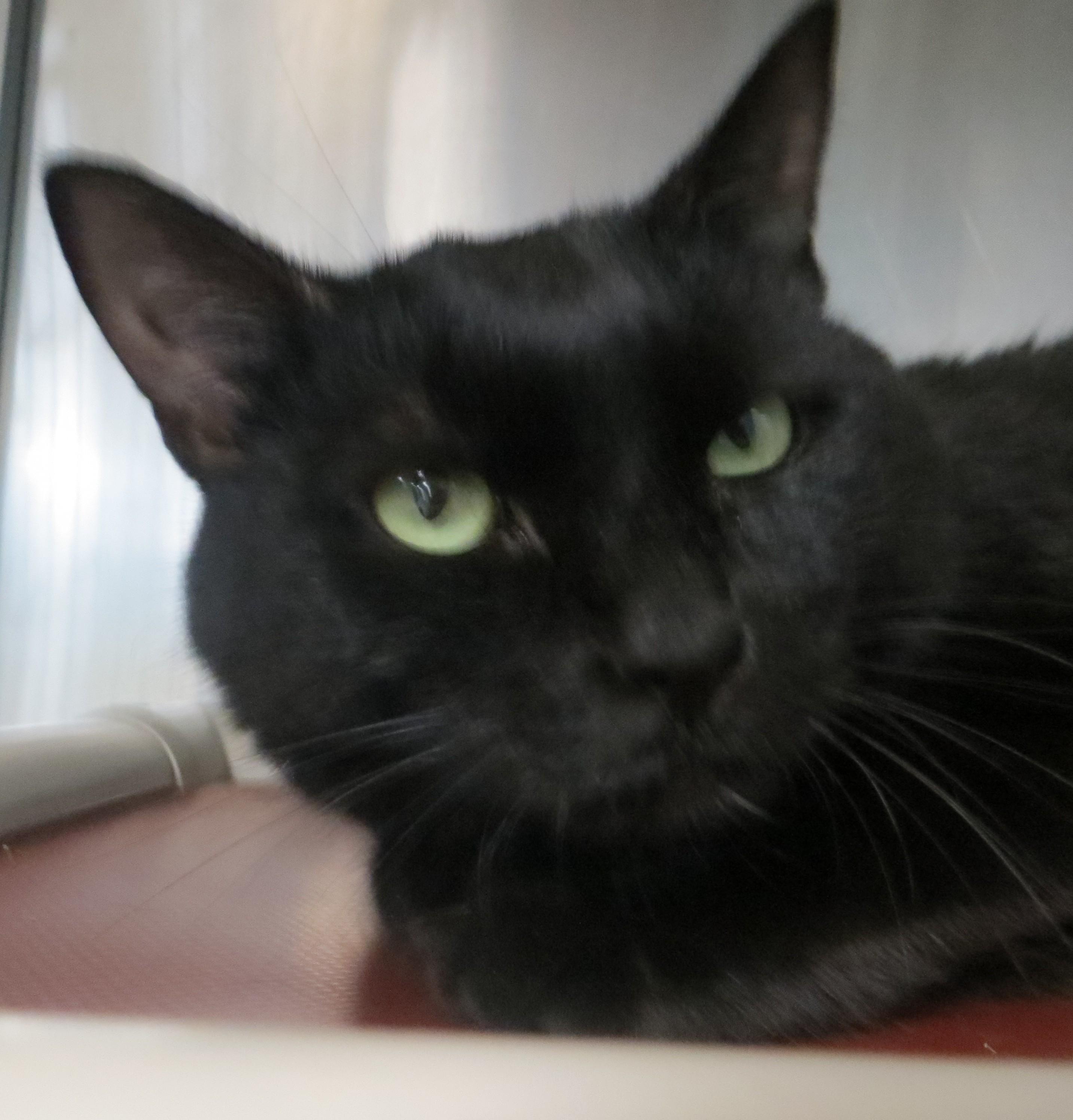 PRECIOUS, ADOPTABLE, Adult Female Domestic Short Hair.