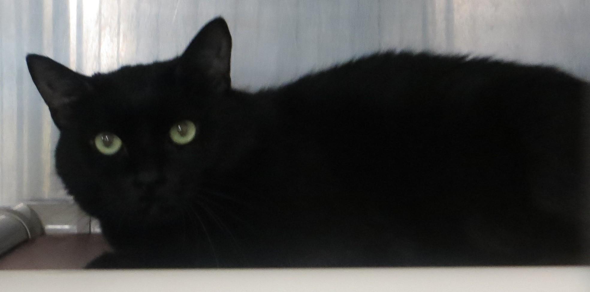Enlarge PRECIOUS, a ADOPTABLE Domestic Short Hair in Taunton, MA image 3/3