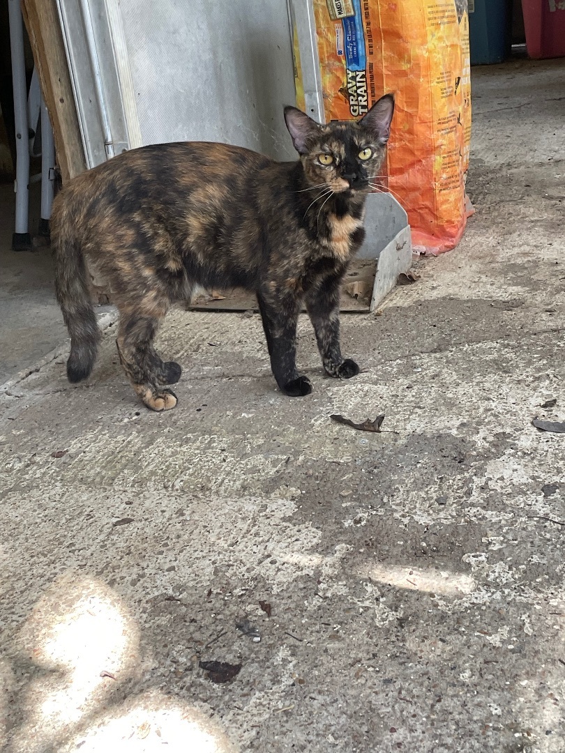 Dotty, Adopted, Young Female Tortoiseshell.