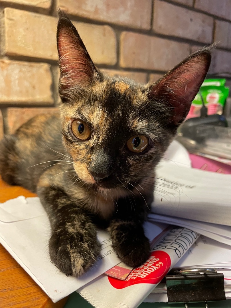 Enlarge Dotty, a Adopted Tortoiseshell in Whitney, TX image 2/3