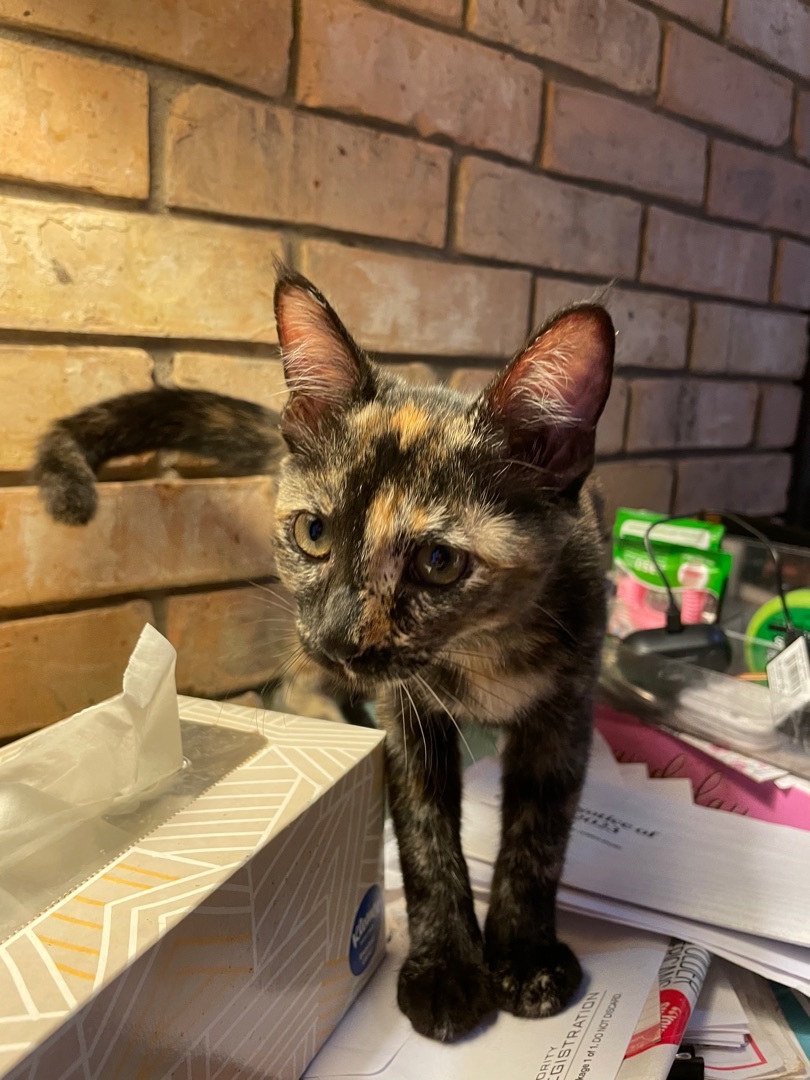 Enlarge Dotty, a Adopted Tortoiseshell in Whitney, TX image 3/3