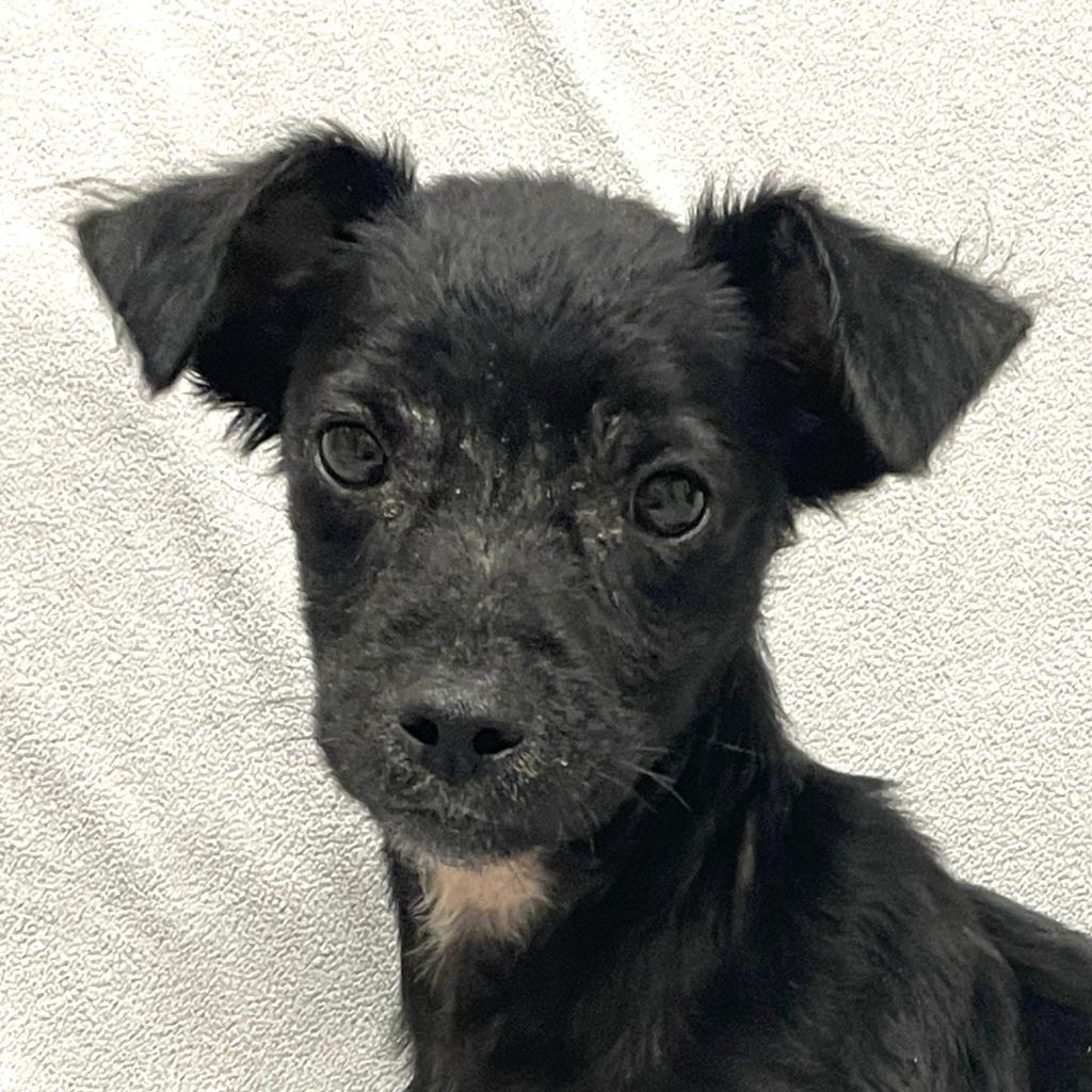 Coal, a Adoptable Chihuahua in Brenham, TX image 1/6