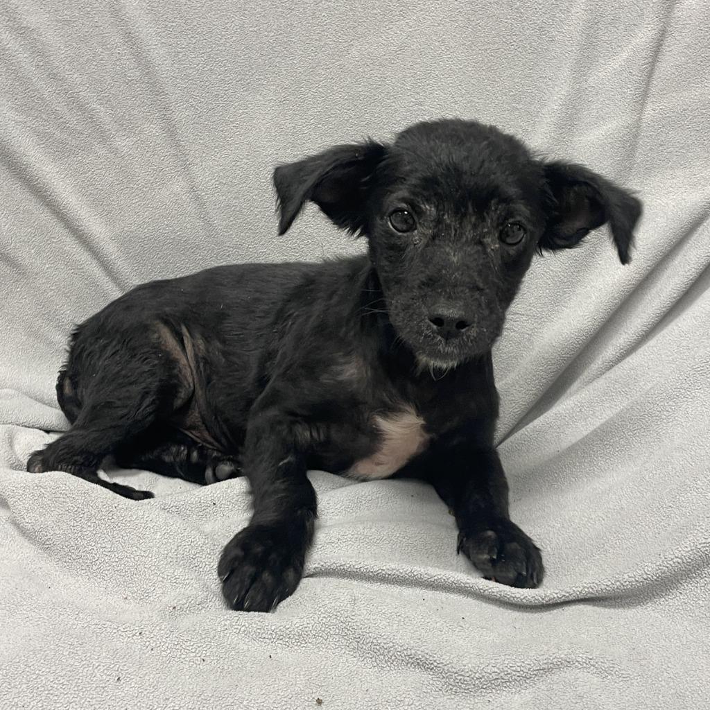 Coal, a Adoptable Chihuahua in Brenham, TX image 2/6