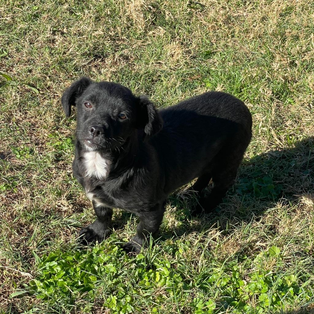 Coal, Adoptable, Puppy Male Chihuahua.