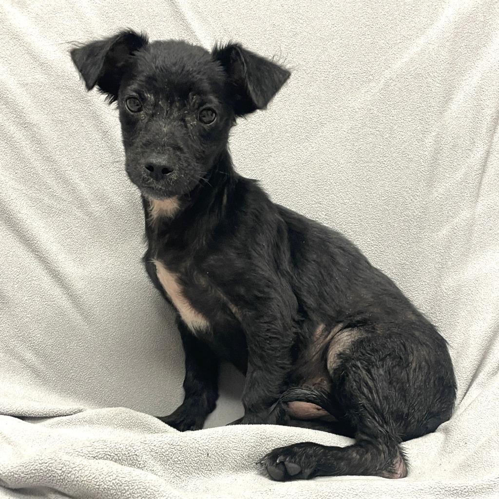 Coal, a Adoptable Chihuahua in Brenham, TX image 3/6