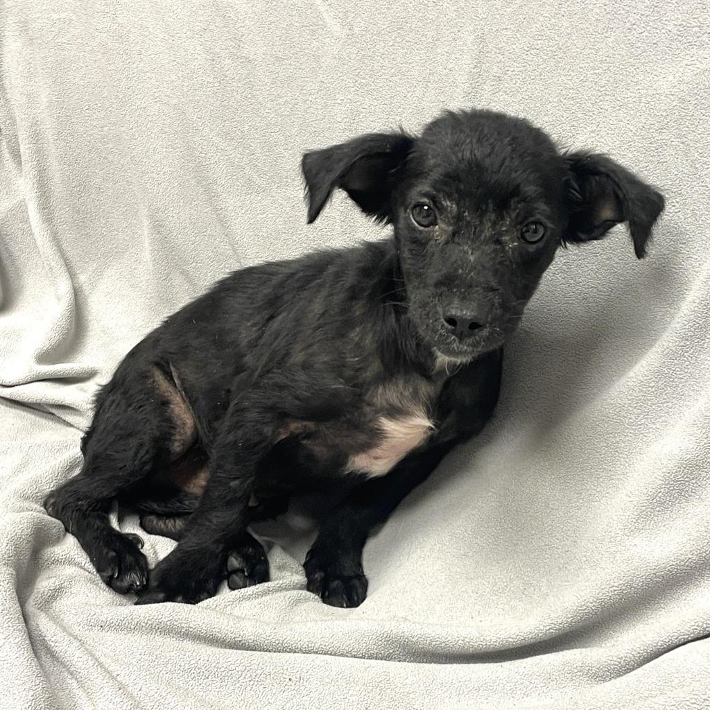 Coal, a Adoptable Chihuahua in Brenham, TX image 4/6