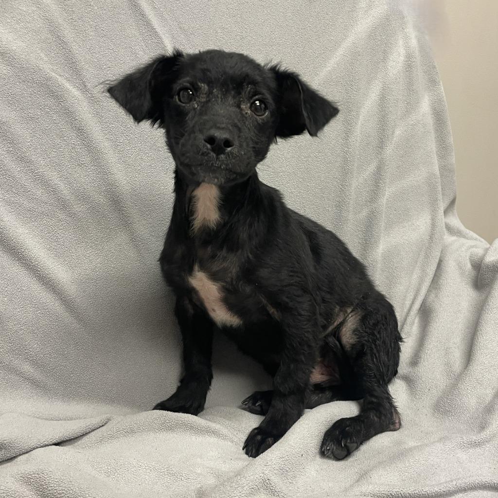 Coal, a Adoptable Chihuahua in Brenham, TX image 5/6